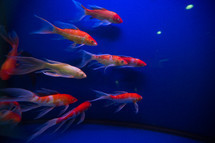 goldfish in an aquarium 
