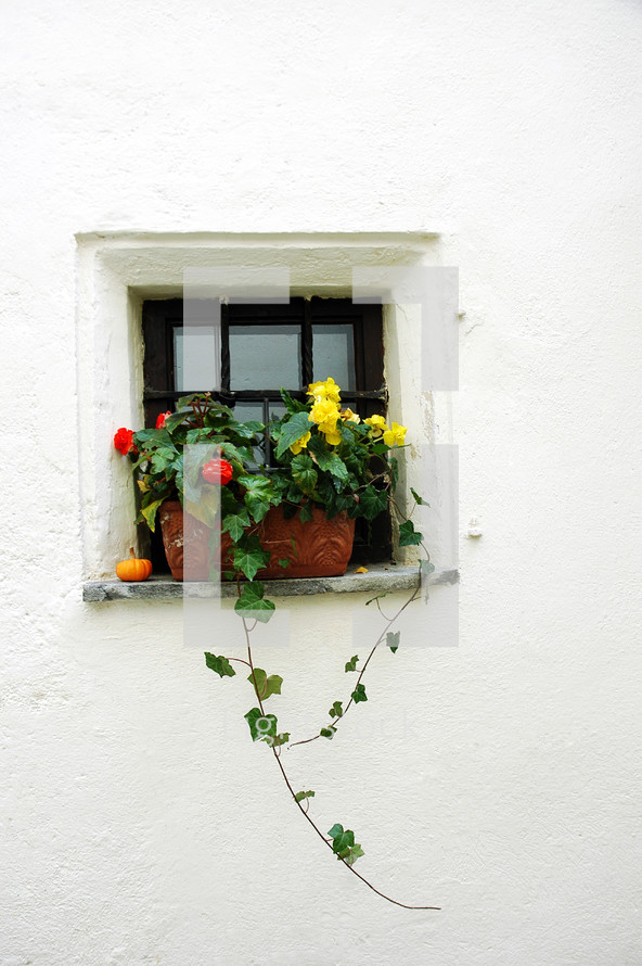 flower box in a window 