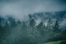 rising fog over a mountain forest 