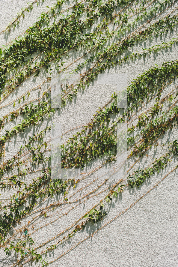 vines on a wall 