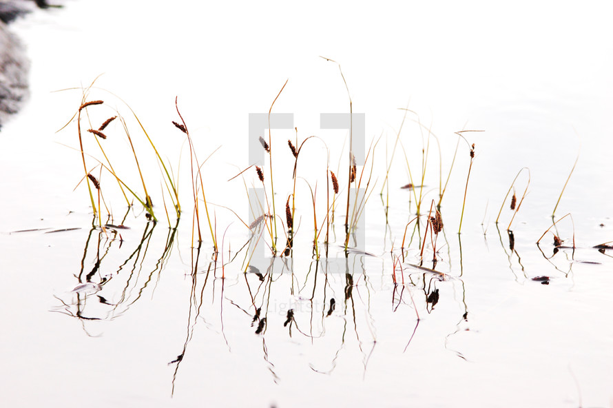 tall grasses in lake water 