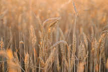 Dry golden organic wheat plants field on sunset. Agriculture. farming, farmland, rural landscape at summer. Scenery background of ripening ears. Rich harvest. High quality photo