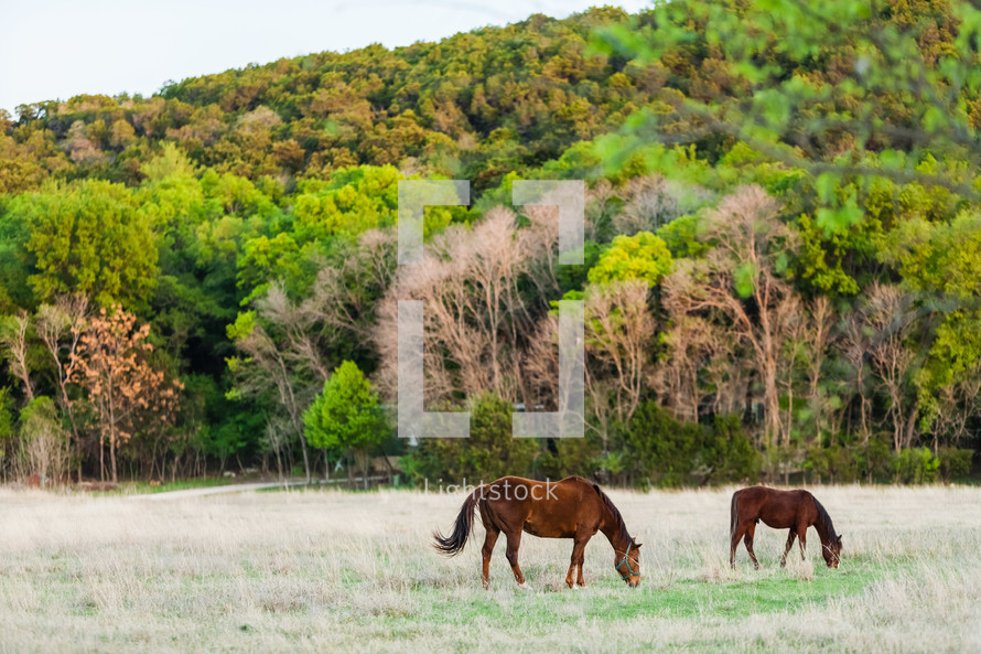 Horses in field in the summer in texas backed by trees forest