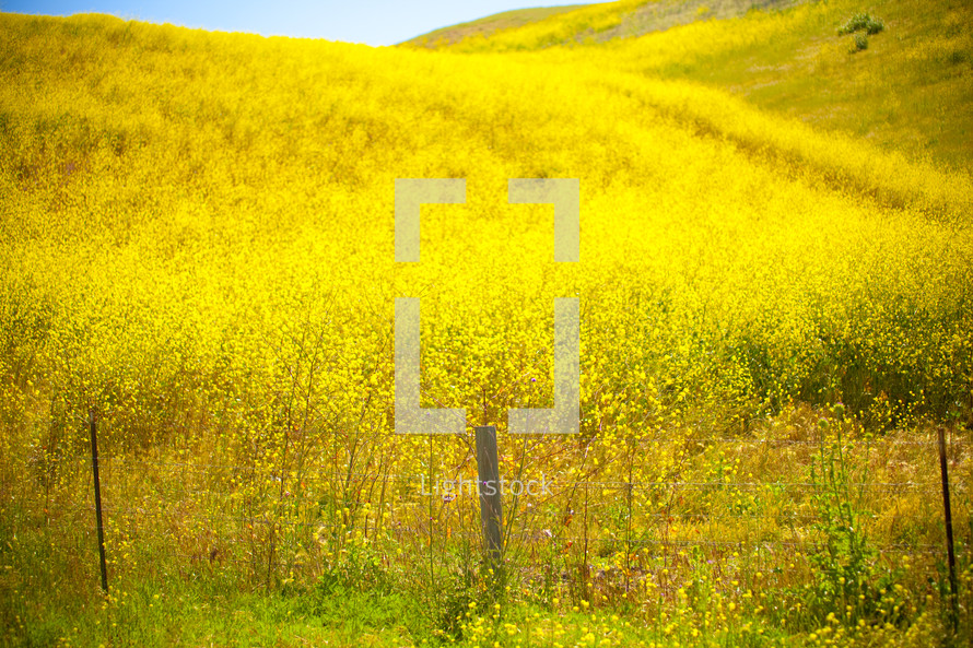 Open field of yellow wildflowers