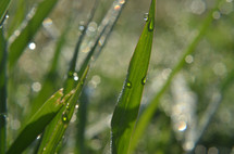 dew drops on a blade of grass