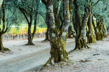 moss and lichen covered olive tree trunks lining a country road
