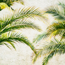palm fronds and rough concrete 