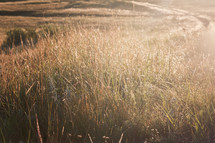 sunlight on a field of golden grasses 