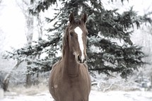 a horse outdoors in snow 