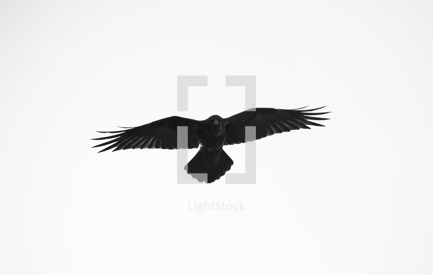 A black hawk isolated on white