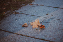 fall leaves on a sidewalk 