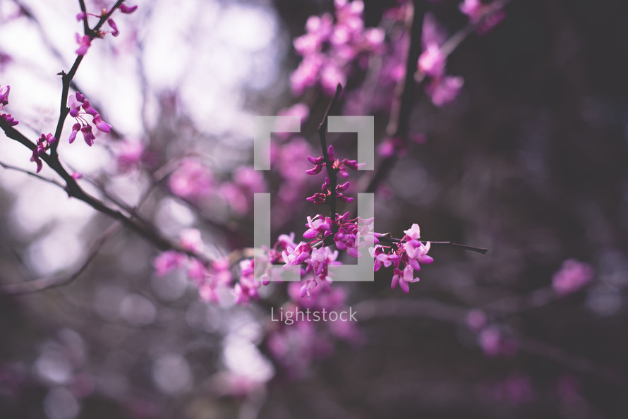 pink blossoms on a spring tree branch 