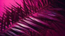 Close up of magenta palm leaves on a magenta background. 