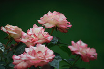 pink and white roses on a green background 