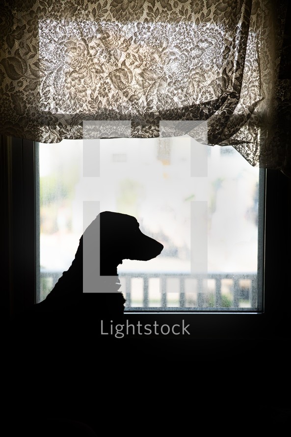silhouette of a dog in a window 