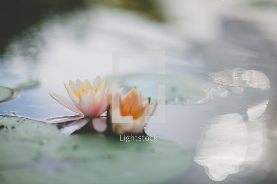 lotus flower and lily pads