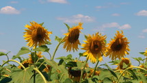 Sunflowers blooming field against summer blue sky. 