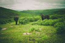 wild horses on a green hilly landscape 