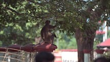 Monkey in a tree in Kolkata, India.