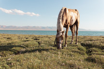 grazing horse on a shore in Kyrgyzstan, Lake and Mountains