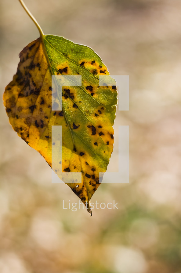 brown spots on a yellow and green fall leaf