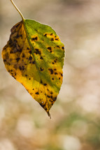 brown spots on a yellow and green fall leaf