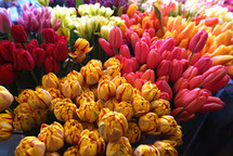 tulips at a flower stand