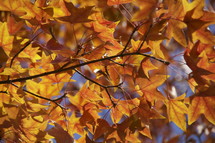 Fall leaves. Tree, orange, autumn, season.