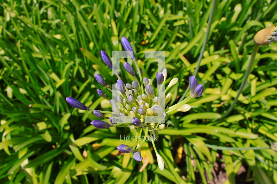 purple flower in grass