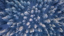 It is snowing above frozen winter forest background, Bird view of snowy nature landscape Aerial
