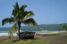 Old wooden boat on shore next to a palm tree.