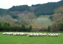 Sheep graze in a green pasture