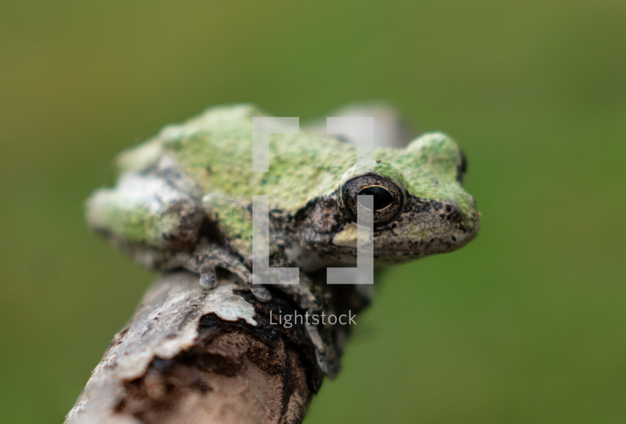 tree frog on a branch 