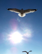 seagulls soaring in the sky 