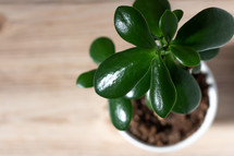 potted jade plant 