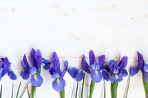 Irises on a white background 
