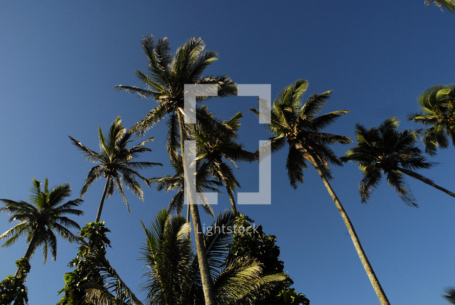 Palm trees with blue sky above them.