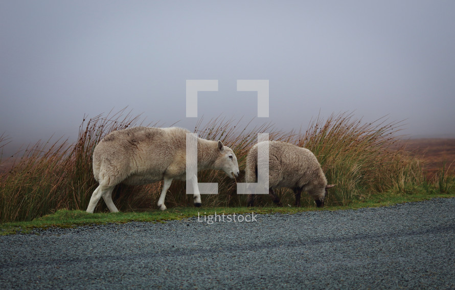 Two Sheep on the Road in the Mist, Ireland