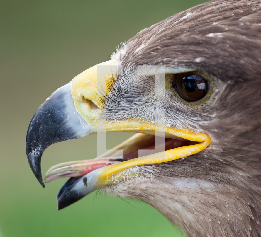 Closeup of the head of a golden eagle