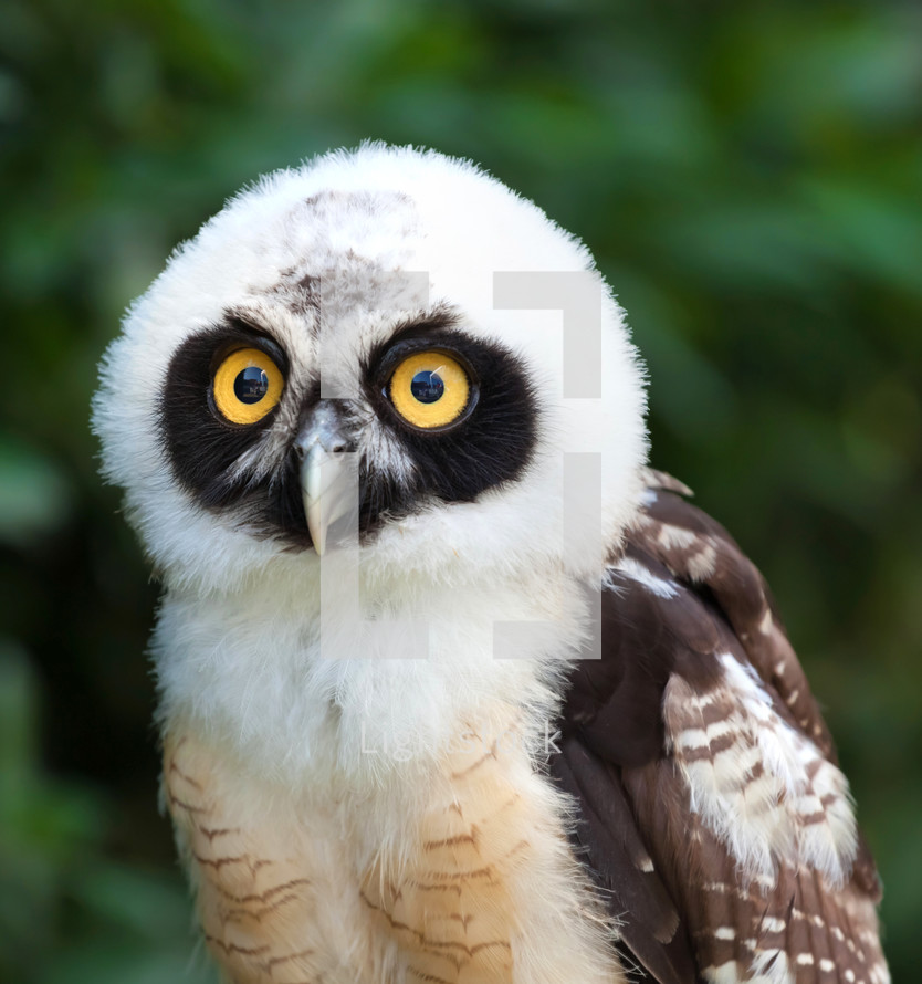 young Spectacled Owl (Pulsatrix perspicillata)