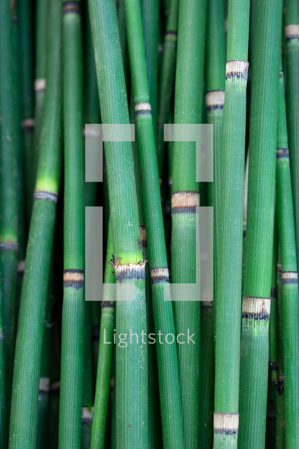 green stalks 