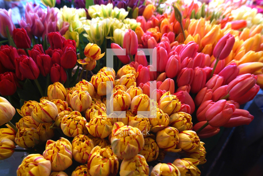 tulips at a flower stand