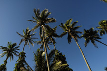Palm trees with blue sky above them.