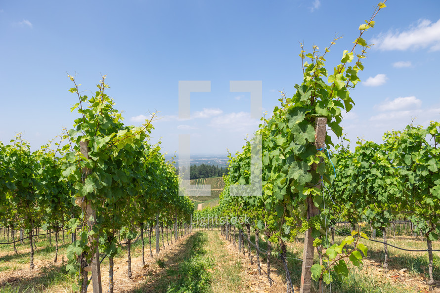 Grape vineyard in summer with blue sky