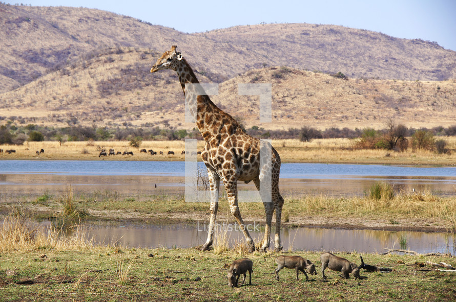 Giraffe and warthogs in open ground in Africa