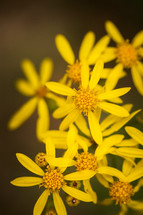 yellow flowers closeup 