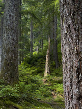 Dead snag in the deep forest.