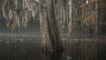 Spanish moss on a tree in a swamp 