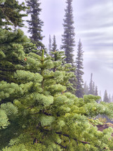 Closeup of fir tree in the mist with water drops.