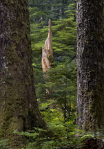 Dead snag in the deep forest.